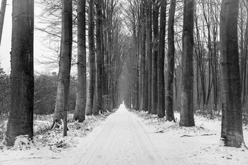 Lane in winter