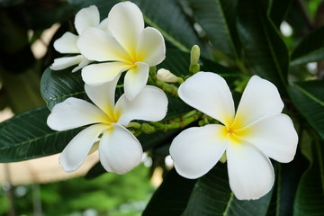 Fototapeta na wymiar frangipani flowers on tree