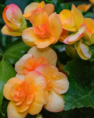 Flowers in the Greenhouse