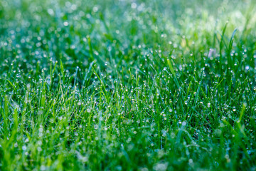 Fototapeta premium Dew on grass