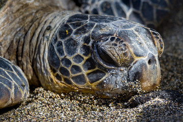 Sea Turtle Resting in the Hawaii Beach Sand