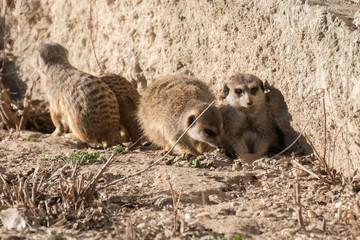 Suricatos disfrutando del sol