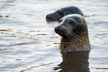 Fototapeta premium Seal in water
