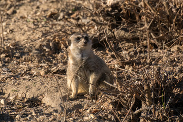 Suricatos disfrutando del sol