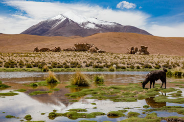 Bolivian Altiplano with a lama on the flooded green fields