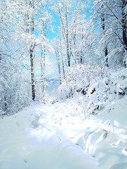 Beautiful sunny winter landscape in the forest