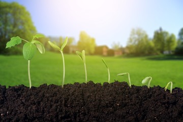 Growth of new life on  background