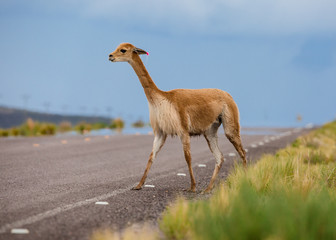 Bolivian roads with curious lamas on the road © Agatha Carr