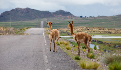 Bolivian roads with curious lamas on the road © Agata Kadar
