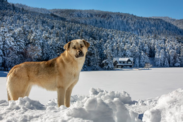 Golcuk / Bolu / Turkey, winter snow landscape and dog.  Travel concept photo.