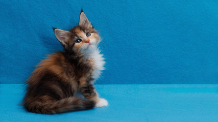 Beautiful Maine Coon kitten on a blue background. Blank for advertising with copy space. Aspect...