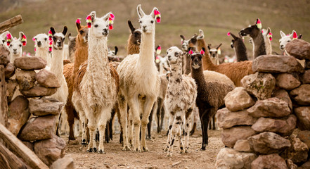 lama herd © Agata Kadar