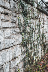 Wall Ivy