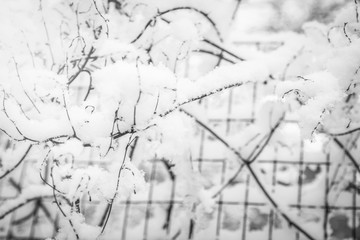 beautiful plant under snow in park background