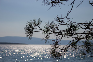 Pine twig on the beach