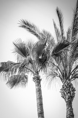 palmy o charakterze na tle basenu morskiego - 245234089