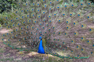 Obraz premium Peacock Fan 6