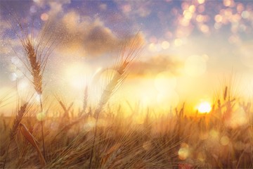 Sun Shining over Golden Barley / Wheat Field at Dawn / Sunset