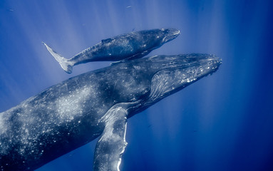 Humpback Whales of Hawaii