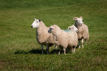 Four Sheep (Ovis aries) Look in All Directions
