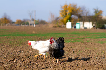 chicken on an eco-friendly farm, chickens eating grain
