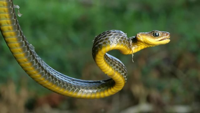 Common Sipo (Chironius exoletus) threat display with open mouth and striking. It is starting to shed its old skin. In the Ecuadorian Amazon. Slow motion.