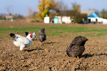 growing chickens, ecological poultry farm, agriculture