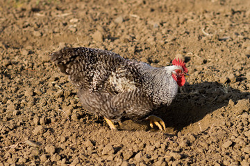 ecological cultivation of chickens, agriculture, chicken farm, chickens on pasture