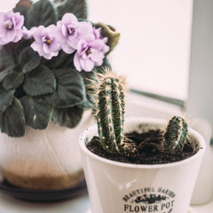 cactus in pot