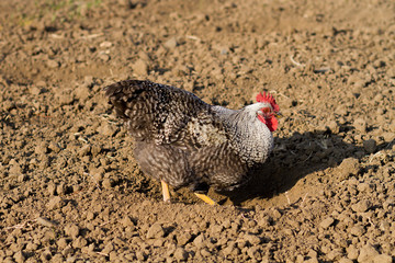 gray chicken in the village, eco farm chicken