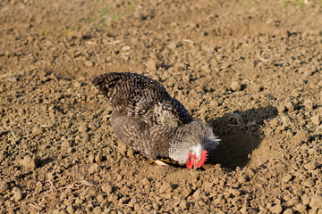 gray chicken in the village, eco farm chicken
