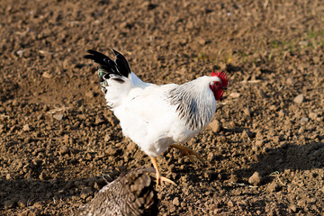 chickens grazing on field, farming, white cock