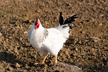 chickens grazing on field, farming, white cock
