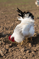 chickens grazing on field, farming, white cock