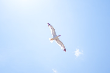 seagull in greece