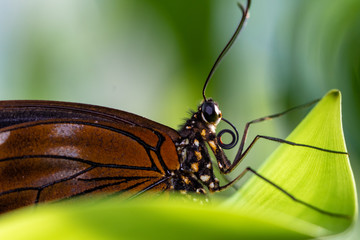 Fototapeta na wymiar A portrait of a brown butterfly in grean leaves