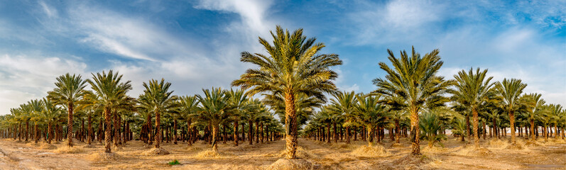 Obraz premium Panoramic image with plantation of date palms, image depicts an advanced desert agriculture in the Middle East