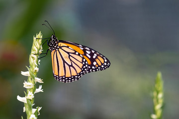 A beautiful orange butterfly with blurry background