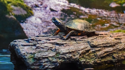 Turtle on a Log