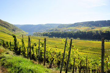 Obraz premium grüne Weinberge im Herbst im Moseltal in der Nähe von Briedel und Pünderich 