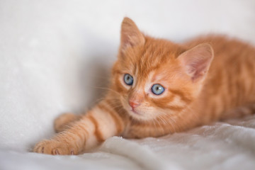 Chaton roux