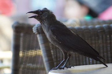 Krähe