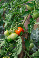 Tomates
