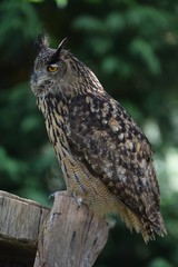 buho