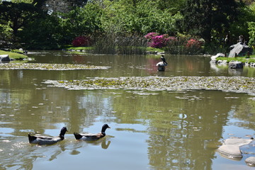 ducks in pond