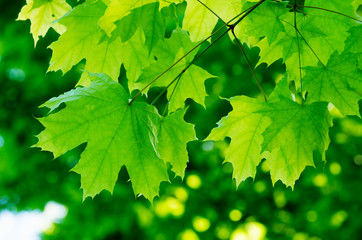 Fototapeta na wymiar green leaves on the summer forest