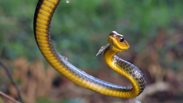 Common Sipo (Chironius exoletus) threat display with open mouth and striking. It is starting to shed its old skin. In the Ecuadorian Amazon. Slow motion.