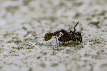 Ant with ladybug Larva