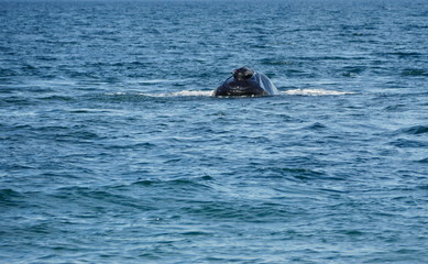Fototapeta premium Southern right whale in Patagonia