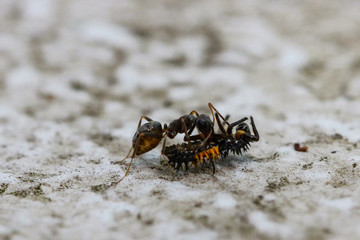 Ant with ladybug Larva